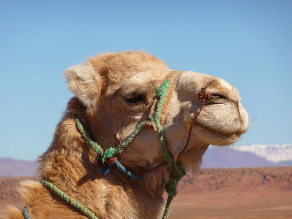 Maison Hassan Merzouga Eksteriør bilde